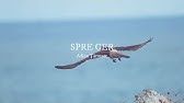 Aripi Spre Cer | Radio Crestin
